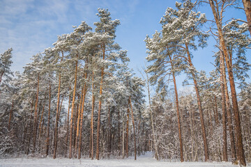 Winter pine forest on a cold sunny day. Winter forest with snow on trees and floor. A path in the snow leads to the forest