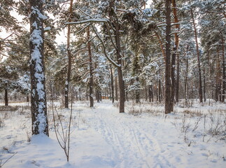 Winter pine forest on a cold sunny day. Winter forest with snow on trees and floor. A path in the snow leads to the forest