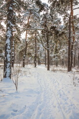 Winter pine forest on a cold sunny day. Winter forest with snow on trees and floor. A path in the snow leads to the forest