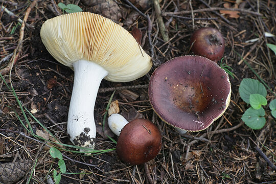 Darkening Brittlegill mushroom, scientific name Russula vinosa, wild fungus from Finland