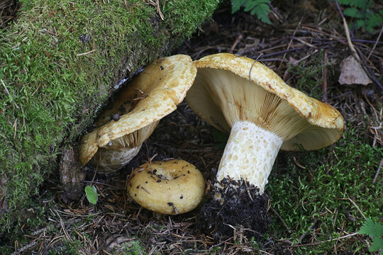 Spotted milkcap, scientific name Lactarius scrobiculatus, wild mushroom from Finland