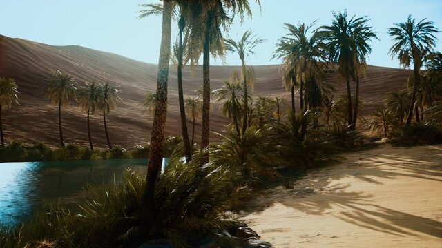 oasis with palm trees in desert
