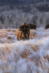 Bison in Theodore Roosevelt National Park, North Dakota!
