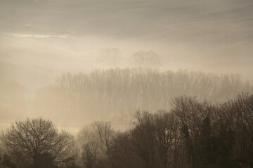 Forest in Morning Mist