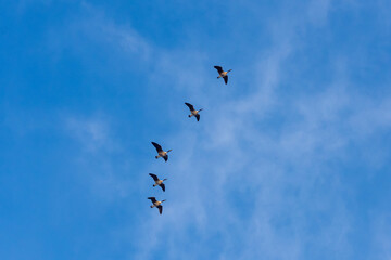 Canadian Geese