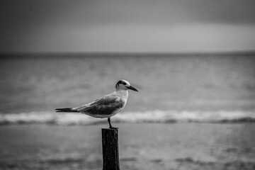 Solitude B&N