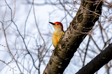 Red-Bellied Woodpecker
