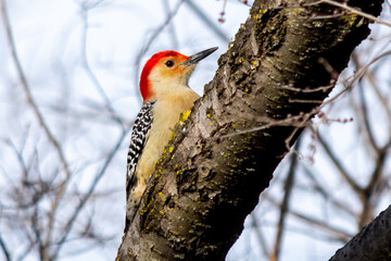 Red-Bellied Woodpecker