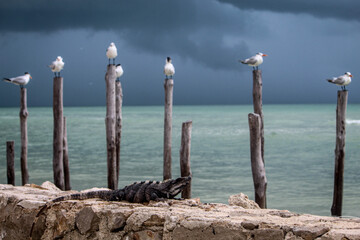 &Uacute;nico y diferente