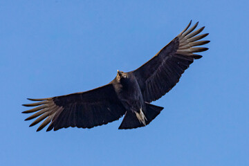 Black Vulture 