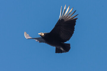 Black Vulture