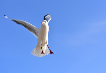 The seagull seems to be depicting a dashing Caucasian dance in flight
