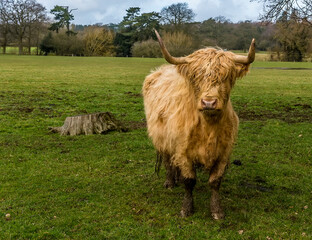 A blond, matriarch, Highland cow in a field near Market Harborough