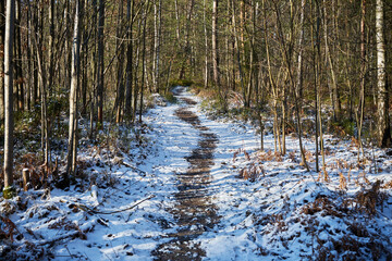 leśna zimowa ścieżka © Marcin Łazarczyk