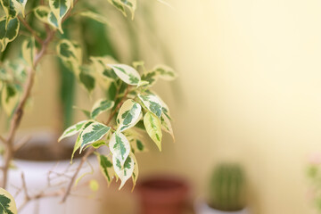 caring for the plant white ficus benjamin in a room with dew drops from spraying from a spray gun