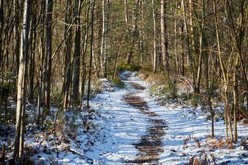 leśna zimowa ścieżka © Marcin Łazarczyk
