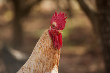 the head of the cock close up, soft focus. 