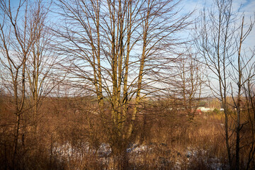 zimowe drzewa , łąka  © Marcin Łazarczyk