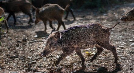 Wild boars roaming the beach in Mili Park, Kusadasi, Turkey