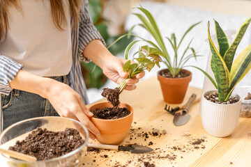 Woman gardeners taking care and transplanting plant a into a new ceramic pot on the wooden table....