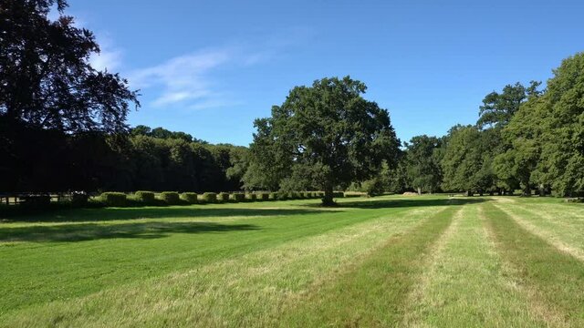 Walk to a green old Oak Tree in Summer