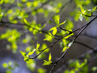 Small fresh spring leaves appear on the branch. The leaves shine through in the sun. Natural sunny spring background with young leaves.