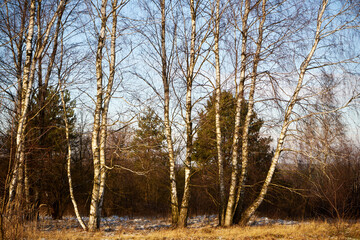 zimowe drzewa , łąka 
