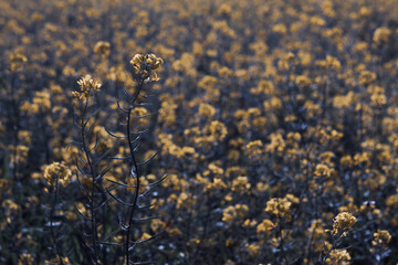 blue and yellow flowers