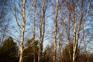 zimowe drzewa , łąka 