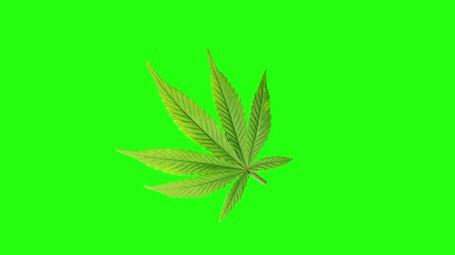Cannabis leaf  on green screen. Marijuana animation. Chroma key 