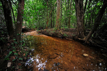 Rainforest in Sri Lanka // Regenwald in Sri Lanka (Sinharaja forest national park)