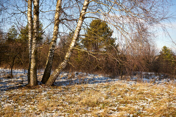 Fototapeta na wymiar zimowe drzewa , łąka 