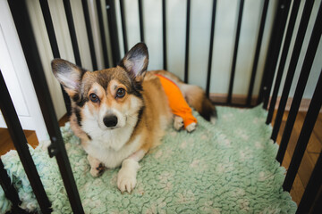 welsh corgi pembroke dog after CCL rapture TPLO surgery, resting in a dog crate 