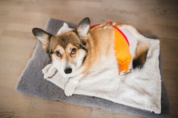 welsh corgi pembroke dog after a knee TPLO surgery, due to a CCL rapture, with a shaved leg