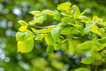 Hornbeam branch with green fresh leaves on a blurred background
