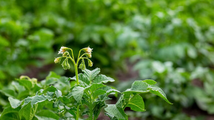 Obraz premium Flowering potatoes. Green potato bushes in the garden