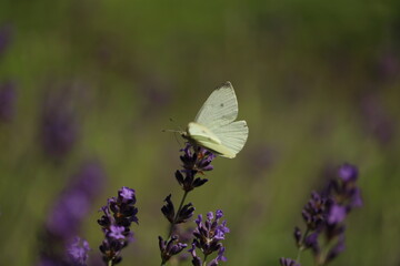 Buterfly cabbage butterfly on flower, macro. Pieris brassicae pollinating lavender in the garden.