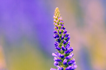 fleur mauve violette