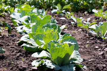 A row of young cabbage in the garden. Growing cabbage