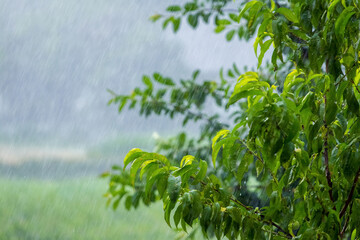 Heavy rain in the garden, rainy weather