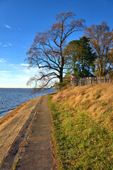 Sea Wall leading around a corner marked by a tree