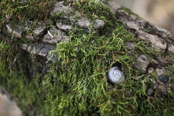 Shell stuck in moss on a log (macro)