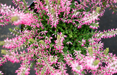 Purple pink   common heather (Calluna vulgaris). Landscape plant heather. Colorful traditional October european flower. Top view.