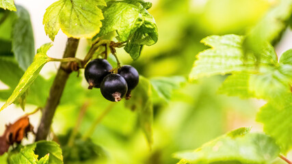 Black currant berries in the garden on the bush