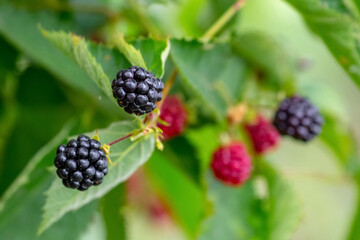 Black cumberland raspberries in the garden on the bush during ripening