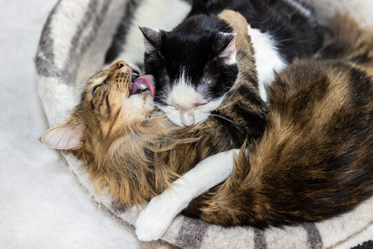 Two Cats Are Lying Down On A Cat Bed And Hugging And Grooming Each Other