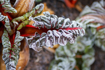 Mangold im Winter bei Frost rot grün und braune Farben
