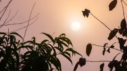 The sun in the morning sky framed by tree branches with a light fog