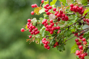 Obraz premium Viburnum bush with wet red berries, summer rain