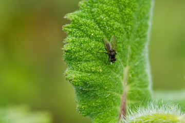mouche sur une feuille verte